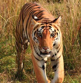 BEST OF INDIAN WILDLIFE